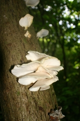 Pleurotus parsonsiae