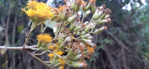 Sinclairia polyantha, 2022-02-19