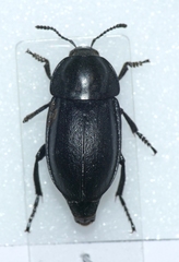 Silpha tyrolensis