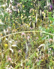 Trifolium hirtum