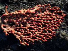 Melithaea zimmeri