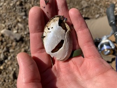 Fusconaia ozarkensis