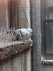 Columba livia domestica