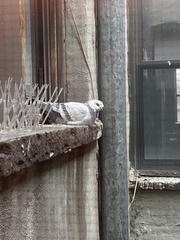 Columba livia domestica