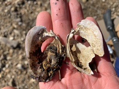 Fusconaia ozarkensis