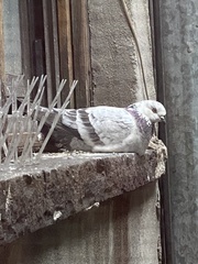 Columba livia domestica