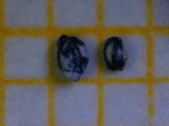 Quinqueloculina