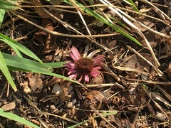 Echinacea sanguinea