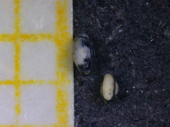 Quinqueloculina