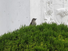 Mimus saturninus