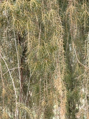 Juniperus rigida