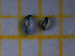 Quinqueloculina
