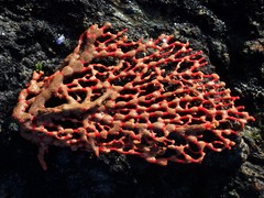 Melithaea zimmeri