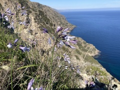 Triteleia clementina