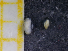 Quinqueloculina