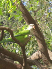 Myiopsitta monachus