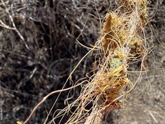 Cuscuta approximata