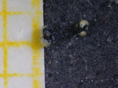 Quinqueloculina