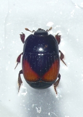 Atholus bimaculatus