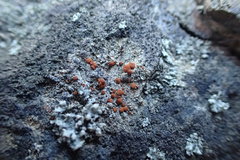 Protoblastenia rupestris