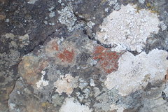 Protoblastenia rupestris