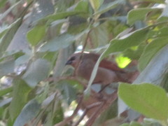 Agelaioides badius