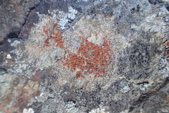 Protoblastenia rupestris