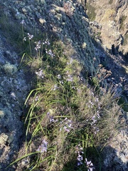 Triteleia clementina