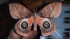 Automeris postalbida