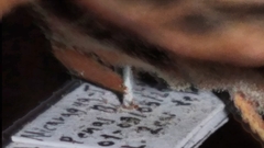 Automeris postalbida