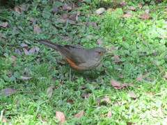 Turdus rufiventris