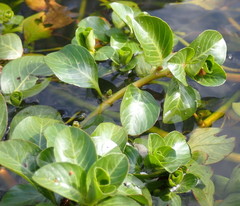 Ludwigia peploides glabrescens