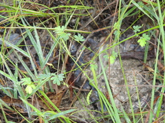 Aeschynomene brevifolia