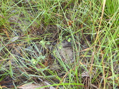 Aeschynomene brevifolia