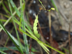 Aeschynomene brevifolia