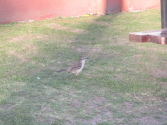 Mimus saturninus