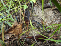 Aeschynomene brevifolia