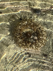 Bunodosoma granuliferum