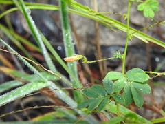 Aeschynomene brevifolia