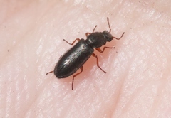 Eschatocrepis constrictus