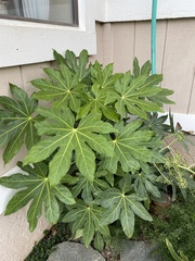 Fatsia