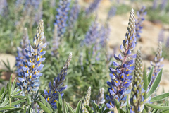 Lupinus multiflorus
