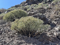 Euphorbia aphylla