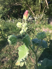 Callianthe pauciflora