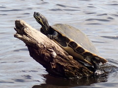 Pseudemys concinna suwanniensis