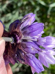 Dipterostemon capitatus capitatus