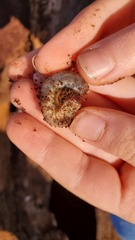 Dynastes tityus
