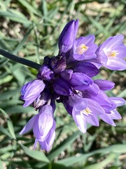 Dipterostemon capitatus capitatus