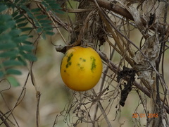 Cucurbita foetidissima