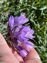 Dipterostemon capitatus capitatus